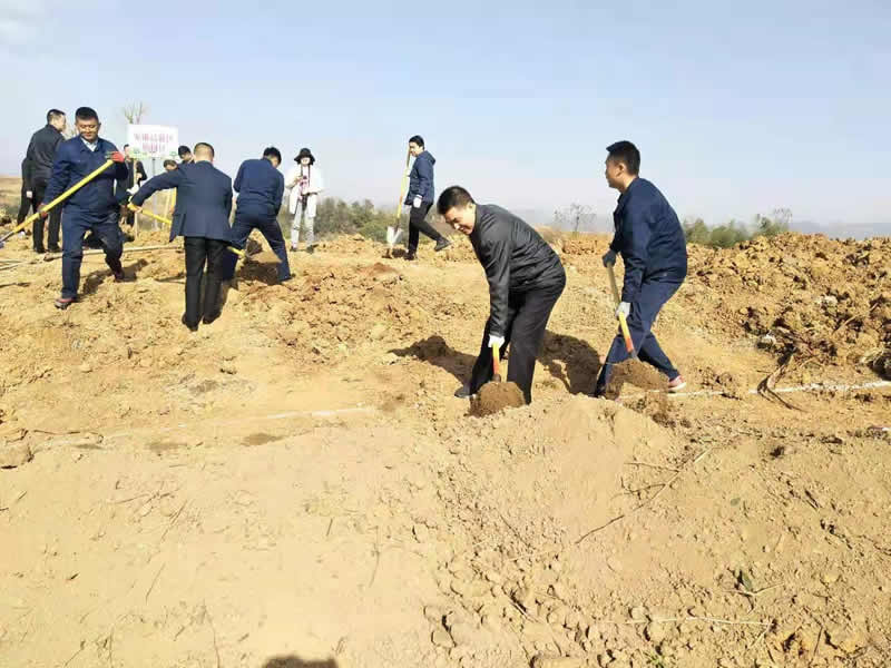 3.12植树活动