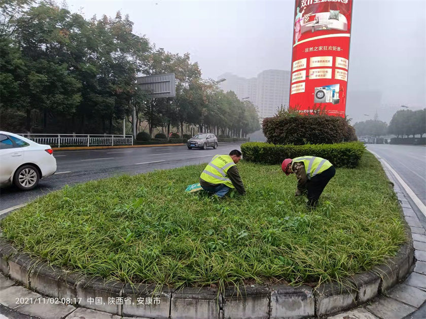 绿化养护-除草