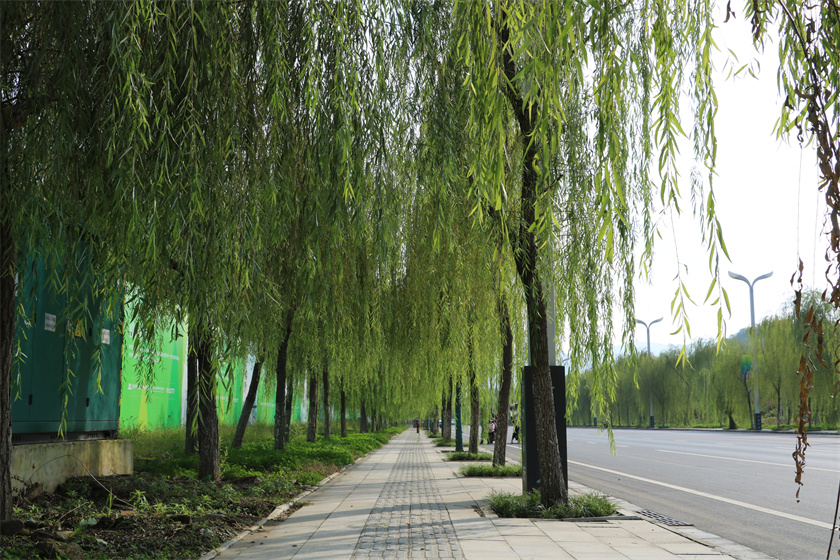 绿化养护-冉河西路（垂柳大道）