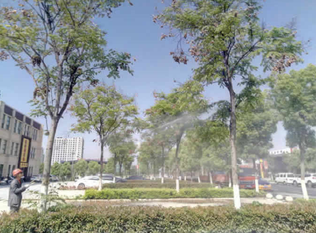 九洲物流停车场栾树防芽虫打药