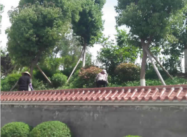 花园中学修剪绿篱