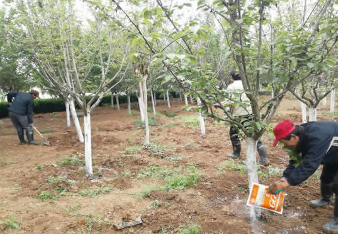樱花园病虫害防治